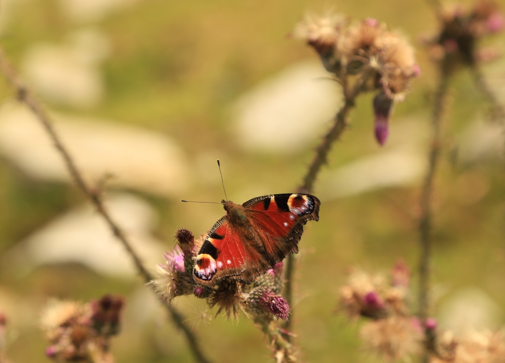 Naturwunder Schmetterling